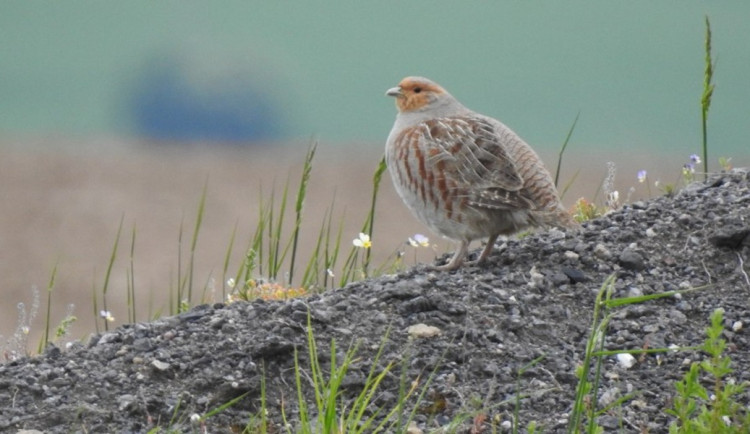 Z české krajiny mizí ptáci. Nejvíce z polí a luk, ukázal výzkum přírodovědců