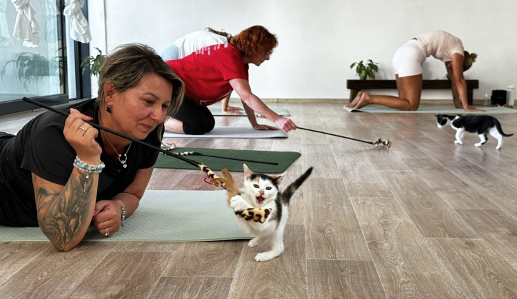 Nekonečná roztomilost při cvičení jógy s koťaty. Některá z nich našla i nový domov