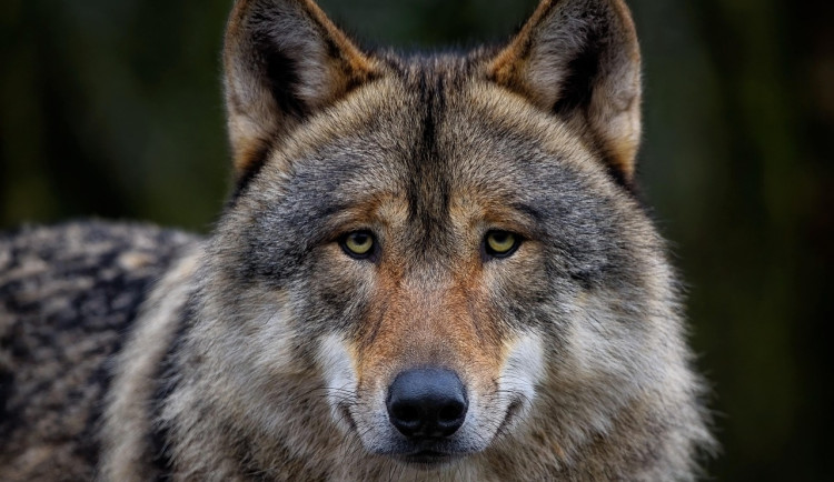 Na Šumavě odchytili další vlčici. Jestli utekla z výběhu v Srní, ukáže test DNA