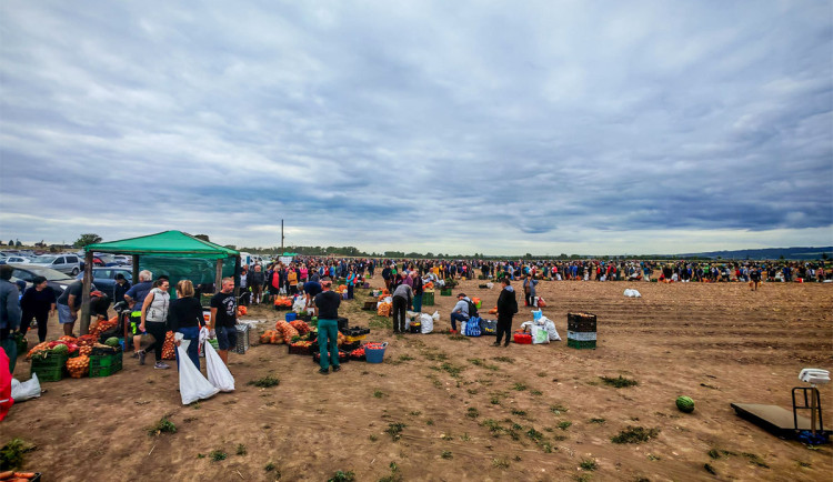 FOTO, VIDEO: Osm tisíc pytlů a dvě hodiny ve frontě. Samosběr zeleniny u Olomouce trhal rekordy