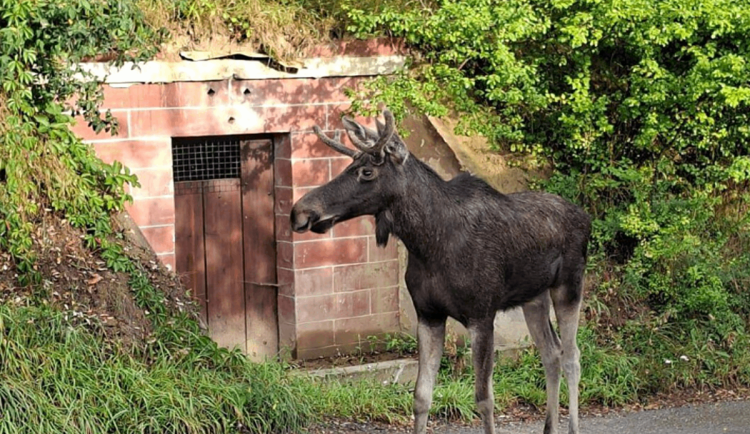 Los Emil míří k Vídni. Slavný cestovatel si zaplaval v Dunaji a narušil golfový zápas