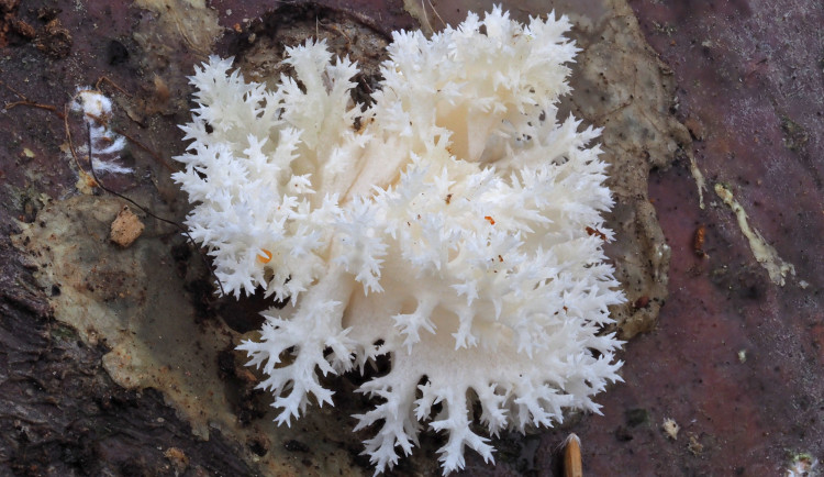 Senzační nález, vzácné houby připomínající mořské korály poprvé rostou na sousední straně Šumavy