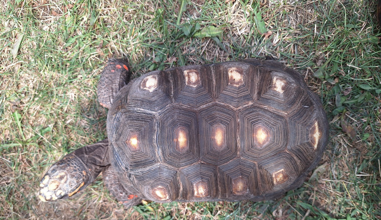 V Táboře mají další želví přírůstky. Zoo plánuje stavět želvárium