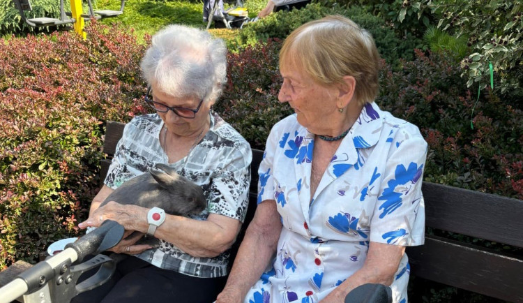 Šest malých terapeutů v kožíšku. V Modřicích přibyli malí králíci pro zooterapii