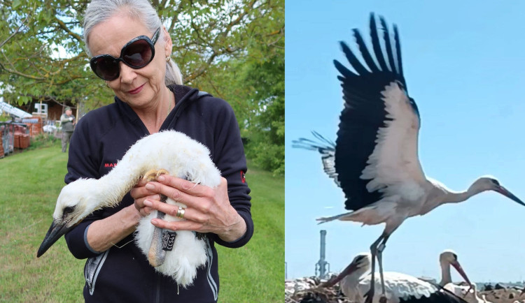 V Maroku vyfotili čápa z Česka, který letos prošel úspěšnou adopcí na náhradní hnízdo