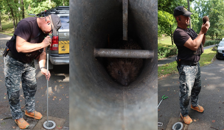 Vyprostit živého ježka z kovové pasti bylo těžší než vyřešit záhadu hlavolamu