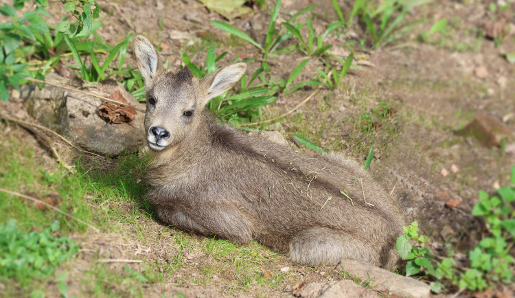 V plzeňské zoo se po 15 letech narodilo mládě gorala sečuánského