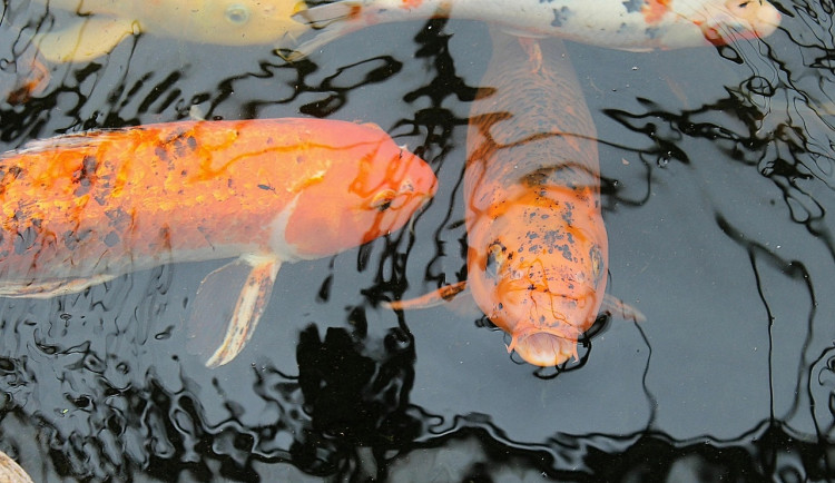 V Mladém zmizeli kapři. Zloděj si z jezírka odnesl úlovek za 65 tisíc