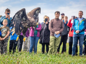 Pracovníci pavlovské záchranné stanice vypustili do přírody orla. Vybavili ho vysílačkou
