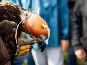 Pracovníci pavlovské záchranné stanice vypustili do přírody orla. Vybavili ho vysílačkou