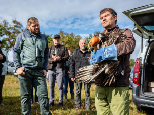 Pracovníci pavlovské záchranné stanice vypustili do přírody orla. Vybavili ho vysílačkou