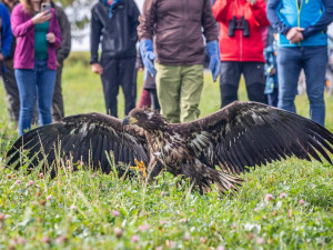 Pracovníci pavlovské záchranné stanice vypustili do přírody orla. Vybavili ho vysílačkou