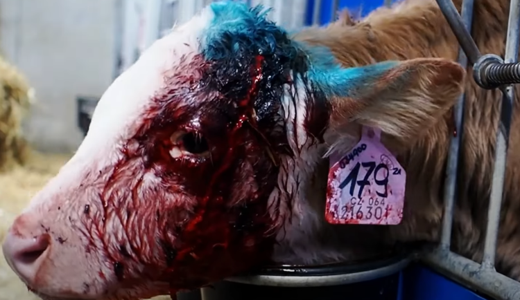 Veganští aktivisté opět zveřejnili násilné záběry z kravínů, na vině je Agrofert