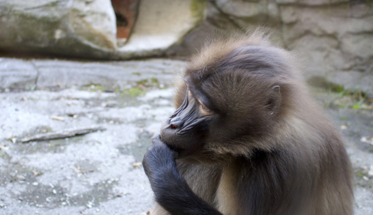 Brněnský sameček dželady Heiko dnes ráno zemřel, uvolnil místo nové tlupě svého druhu