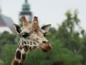 Objevte Zoo Jihlava jako nikdy dřív, a to s novou aplikací