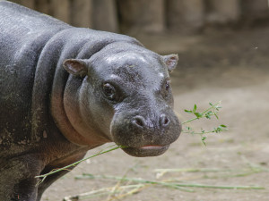 Objevte Zoo Jihlava jako nikdy dřív, a to s novou aplikací