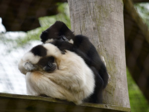 Objevte Zoo Jihlava jako nikdy dřív, a to s novou aplikací