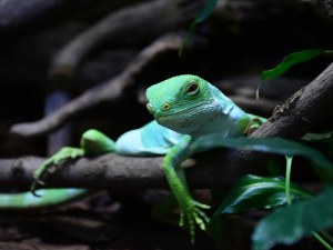 Objevte Zoo Jihlava jako nikdy dřív, a to s novou aplikací