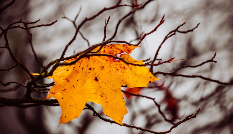 Brno čekají mrazivé dny, noční teploty se významně přiblíží nule. Víkend proprší