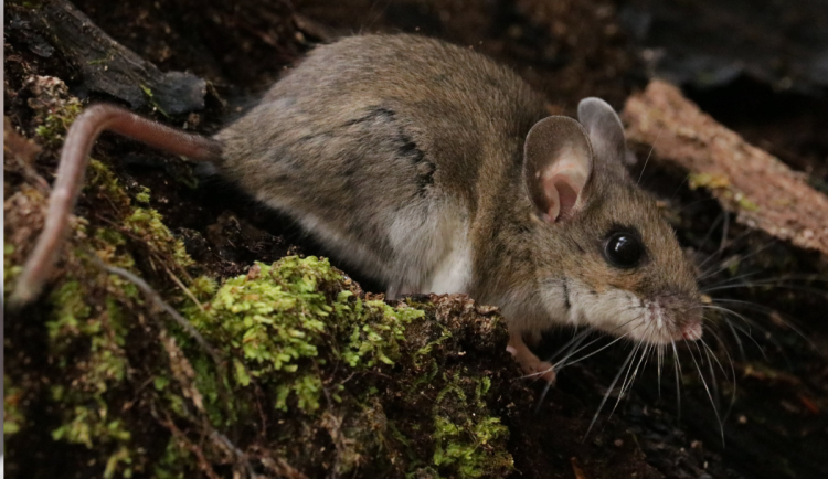 Nový Bydžov provedl podzimní deratizaci. Do kanalizace umístili přes 600 návnad