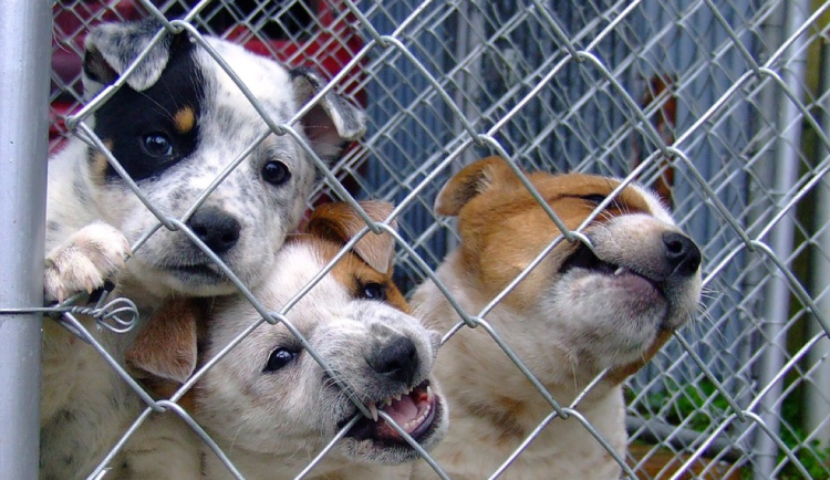 Téměř čtyřicítka zubožených psů v Hradčanech. Prostějov za náhradní péči zaplatí statisíce