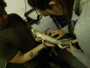 U aligátorů čínských v Jihlavě odborníci prověří příbuznost s chovy v Evropě