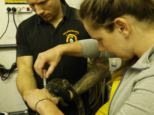 U aligátorů čínských v Jihlavě odborníci prověří příbuznost s chovy v Evropě