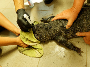 U aligátorů čínských v Jihlavě odborníci prověří příbuznost s chovy v Evropě