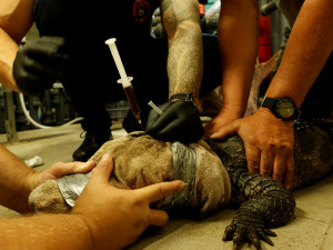 U aligátorů čínských v Jihlavě odborníci prověří příbuznost s chovy v Evropě