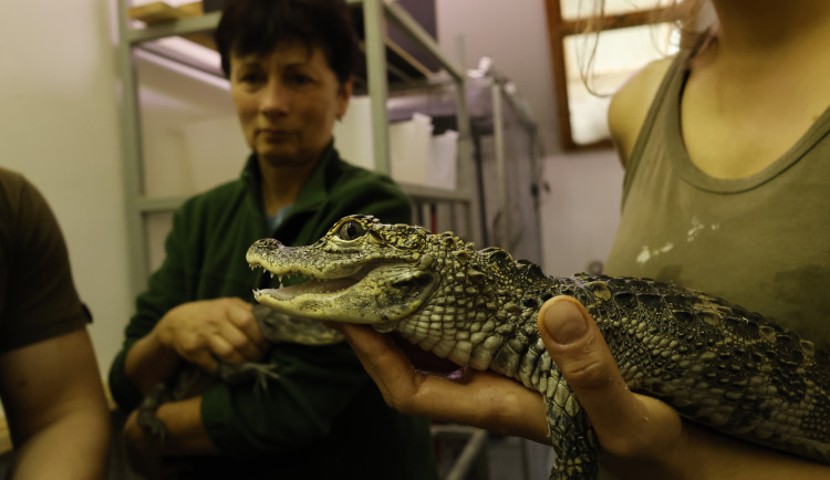 U aligátorů čínských v Jihlavě odborníci prověří příbuznost s chovy v Evropě