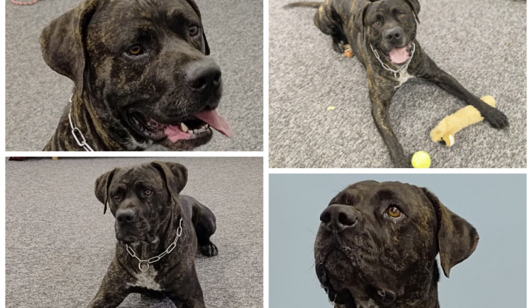 Šestiletý Ben žil s bezdomovcem, musel ho ale dát do útulku