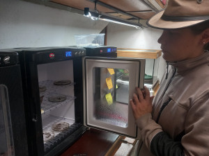 VIDEO: Drápkaté opičky si pochutnaly na hroznovém vínu. Nakrmit je může kdokoliv