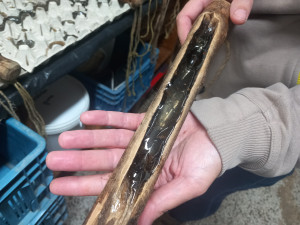 VIDEO: Drápkaté opičky si pochutnaly na hroznovém vínu. Nakrmit je může kdokoliv