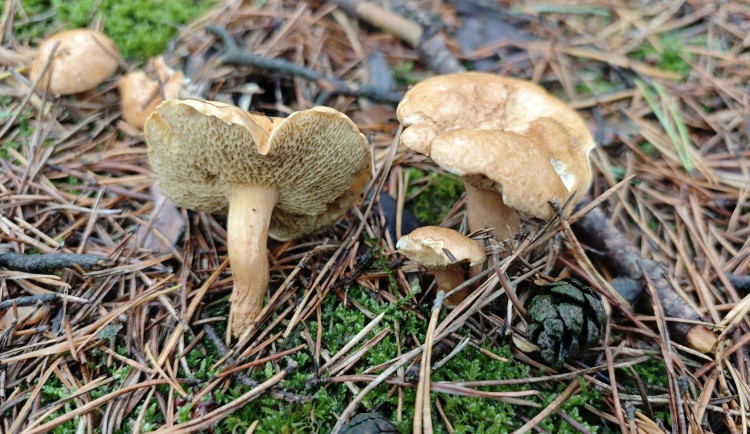 BLOG: Klouzek kravský. Jedlý, ale často přehlížený