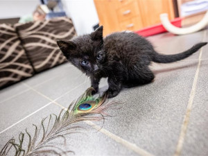 Popelky hledají nový domov. V jihlavském útulku je šest černých koťátek