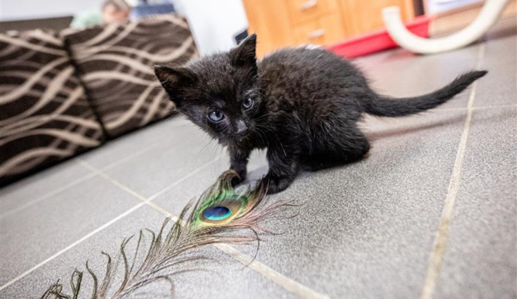 Popelky hledají nový domov. V jihlavském útulku je šest černých koťátek. Foto: Se svolením města Jihlava