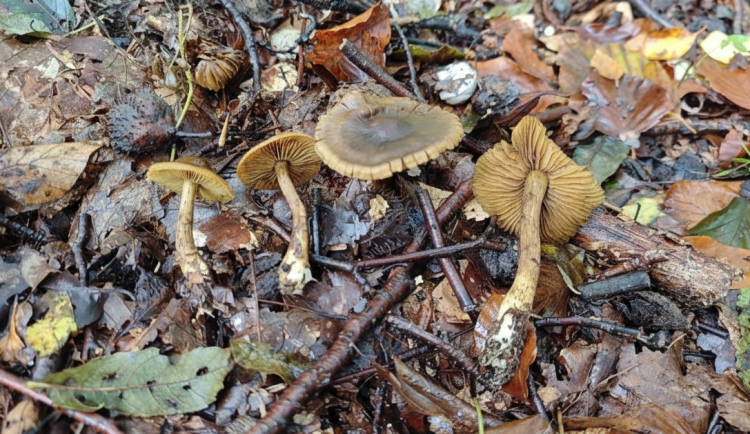 BLOG: Pavučinec olivověhnědý, téměř ohrožený druh mezi buky