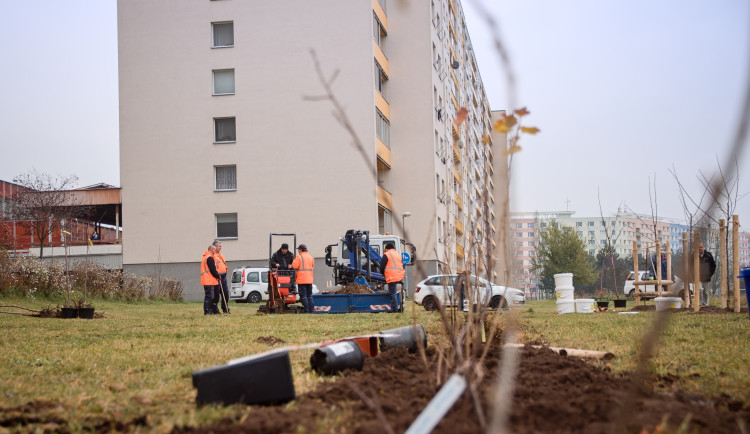 Hradec Králové bude opět sázet stromy. Letos přibude téměř 520 nových kusů