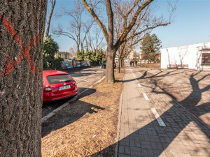 Stromy označené ke kácení, březen 2025 (foto: Město Jihlava)