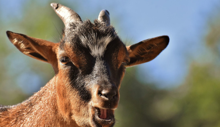 Kozu nalákal na jablka a zneužil. Jihočeští kriminalisté řeší bizarní případ