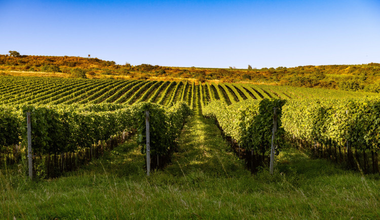 Znovín Znojmo mění vlastníka. Vinařství ale zůstává v českých rukou
