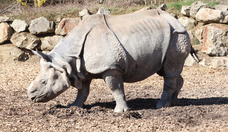 Čtyři dny před svými 21. narozeninami uhynul v zoo samec nosorožce indického