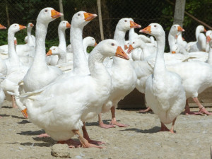 Farma v Rohozné vykrmila téměř 2000 hus, všechny už jsou rozebrané