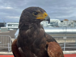 Horácká aréna testuje moderní metodu plašení ptáků. Krouží nad ní velký dravec