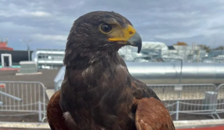 Horácká aréna testuje moderní metodu plašení ptáků. Krouží nad ní velký dravec. Foto: Se svolením Horácké arény