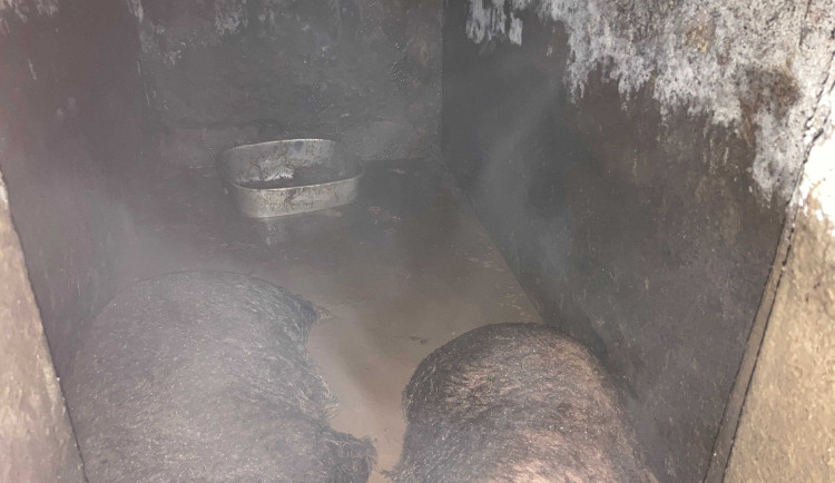 Inspektoři veterinární správy odebrali týraná prasata chovatelce na Turnovsku