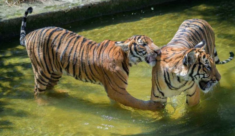 Do Brna míří vzácné šelmy z Indonésie. Tygři mají bydlet ještě před Silvestrem