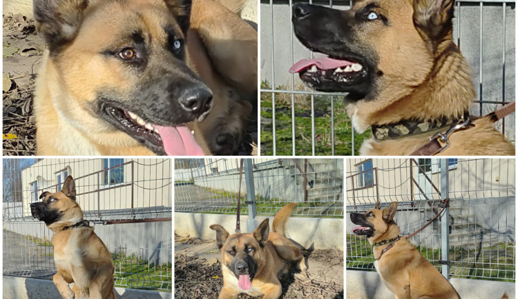 Akční štěně Olaf bude oddaným parťákem. Našli ho na ulici 