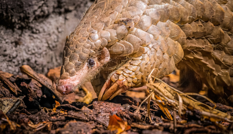 V pražské zoo uhynula samička luskouna přezdívaná Fazolka