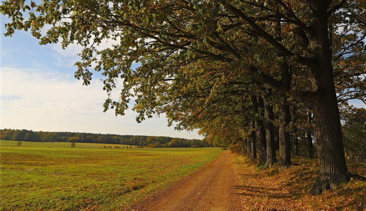 Česko hledá nejkrásnější alej. Jihočeši mají tři želízka v ohni